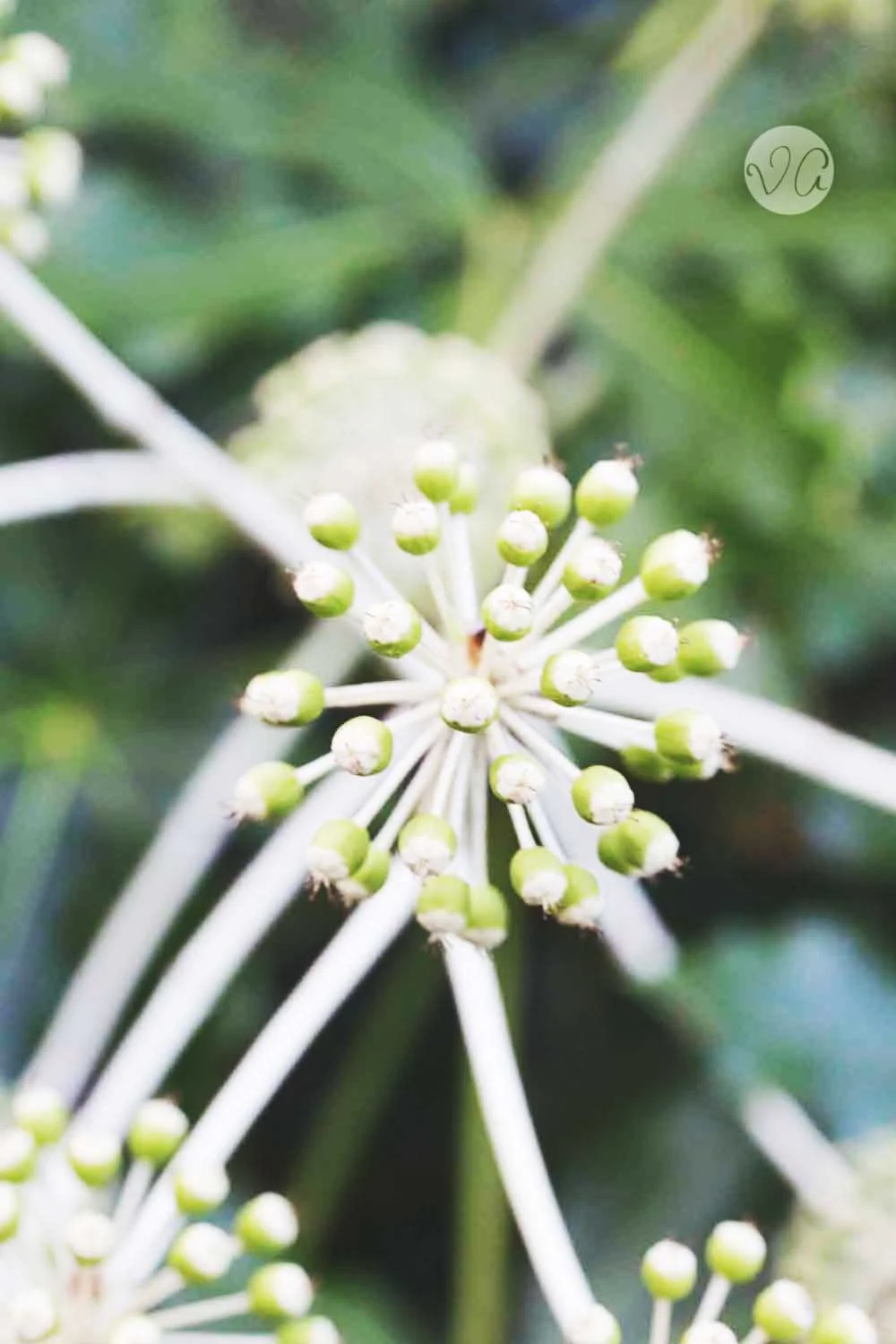 Signature Set Photoshop Action Giveaway