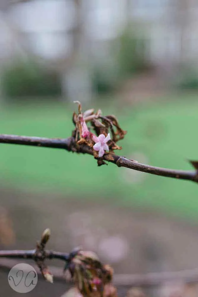 London Observations. 