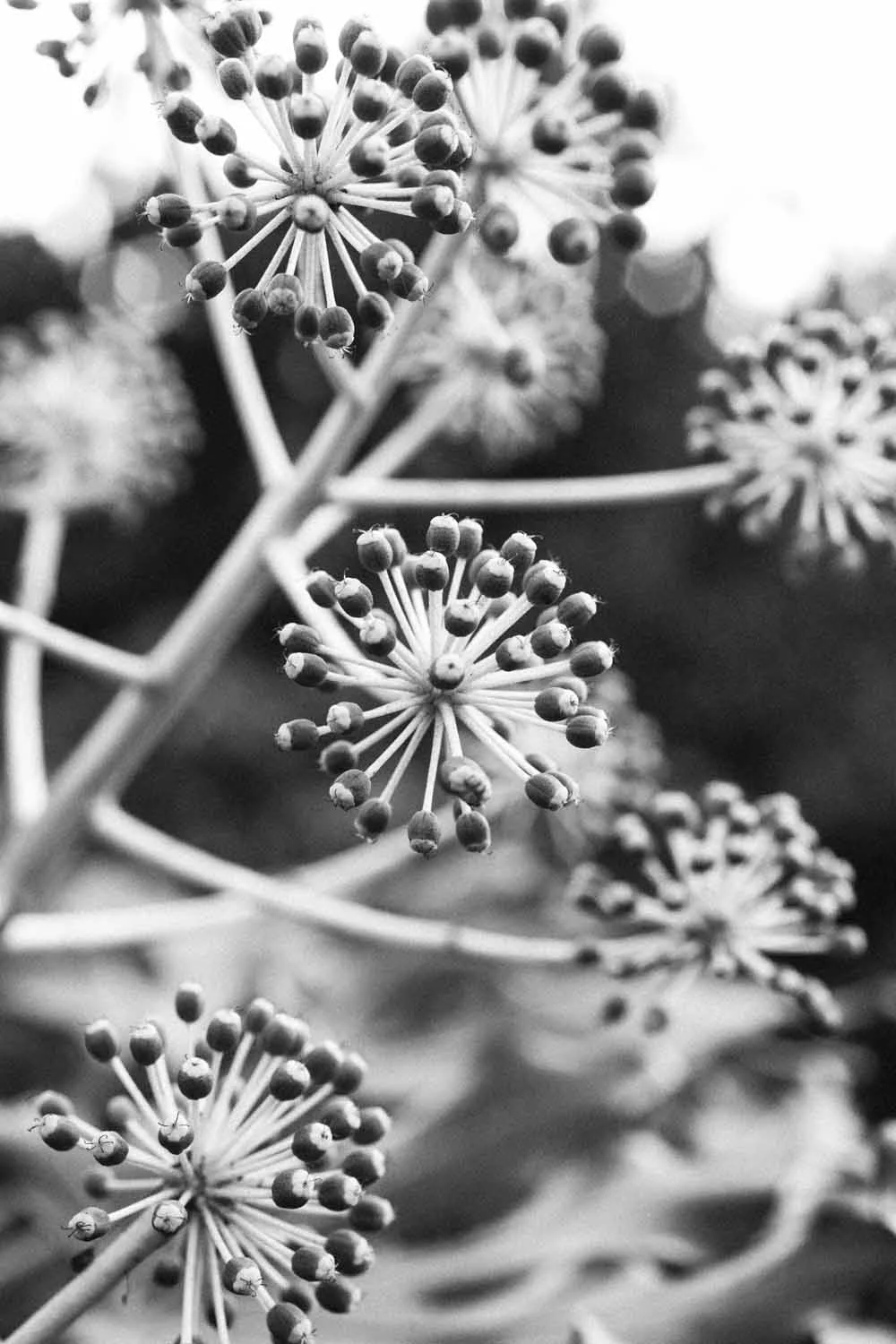 Nurture Photography Challenge. Black/Shadows. 