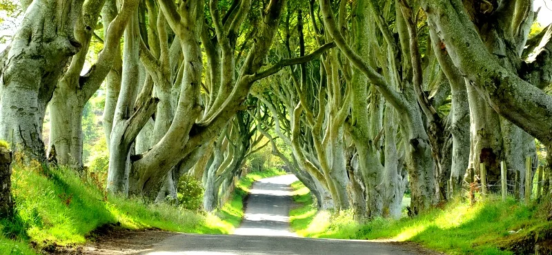 dark-hedges-ilaria-renzo.jpg