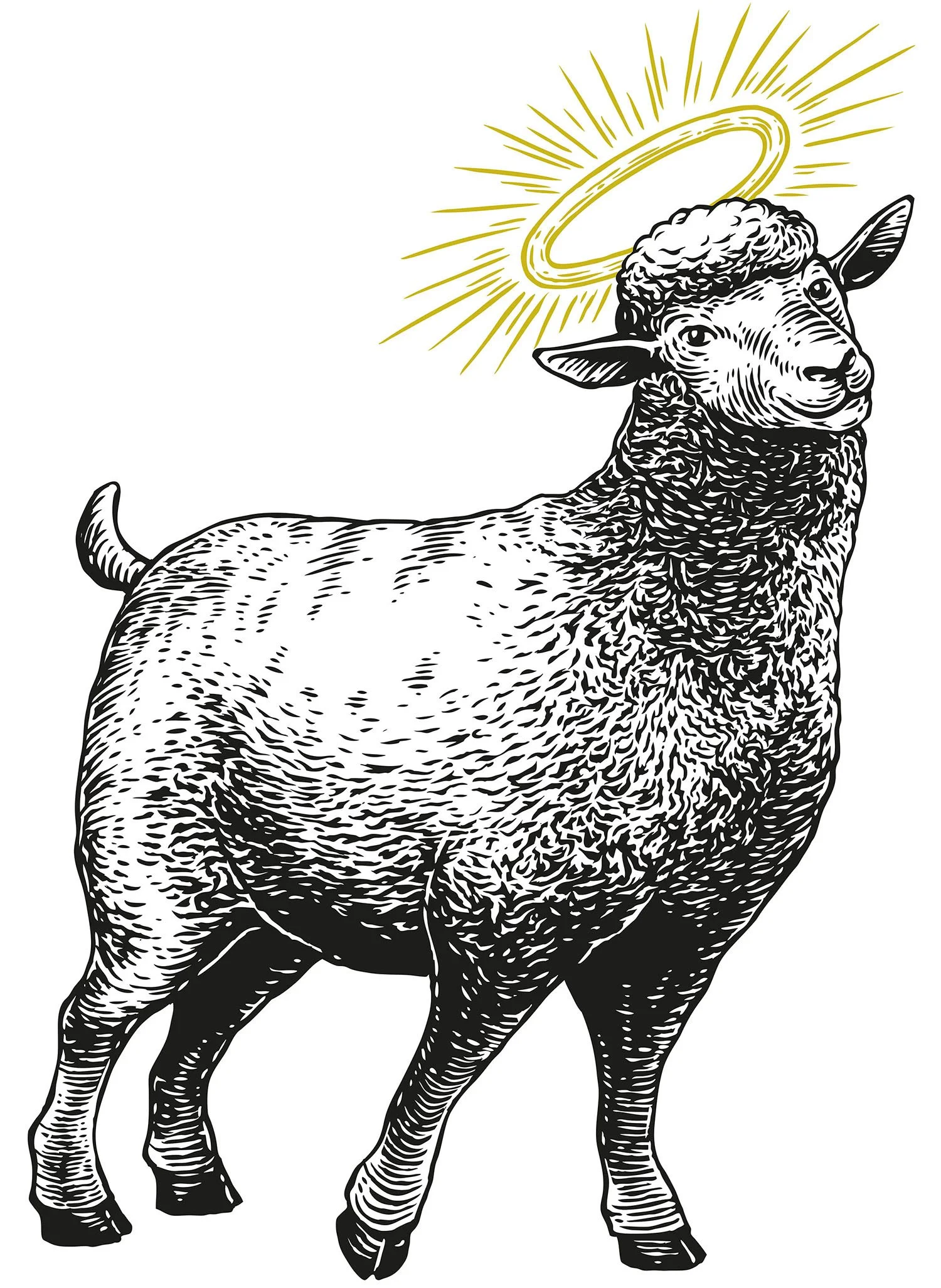 scratchboard sheep illustration