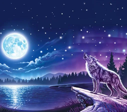 night_scene_illustration.jpg