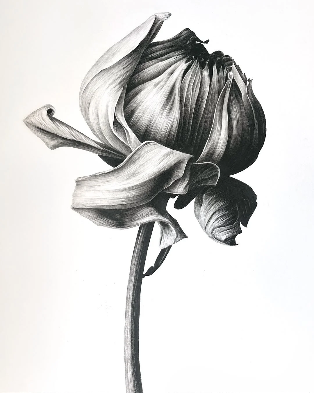 Blyant p&aring; papir, original one-of-a-kind tegning:
Jeg er vild med tyngden i denne tegning - en forg&aelig;ngelig, falmende blomst, der p&aring; trods fremst&aring;r med utroligt meget power, og n&aelig;rmest bliver til et abstrakt, kraftfuldt m&