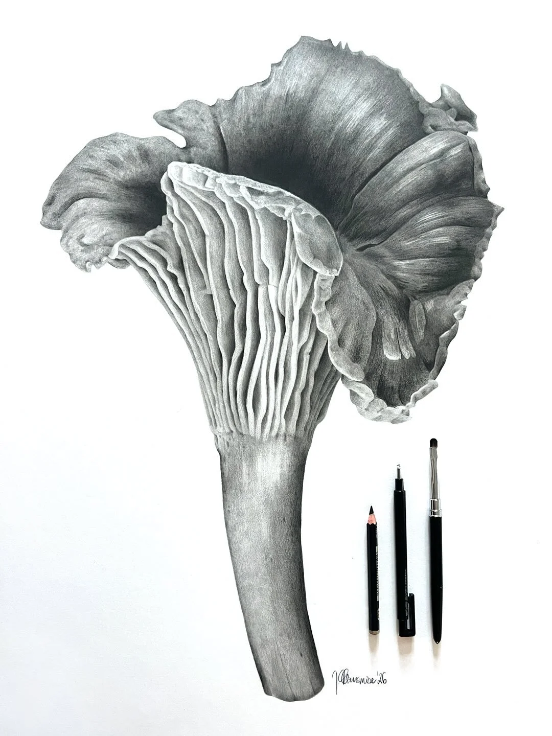 Endnu en kantarel er f&aelig;rdig, denne er en bestillingsopgave. Jeg modtager gerne flere bestillinger - ogs&aring; p&aring; andre motiver end kantareller🤓🍄&zwj;🟫
-
#drawing #pencildrawing #pencilartwork #blyantstegning #botanicaldrawing