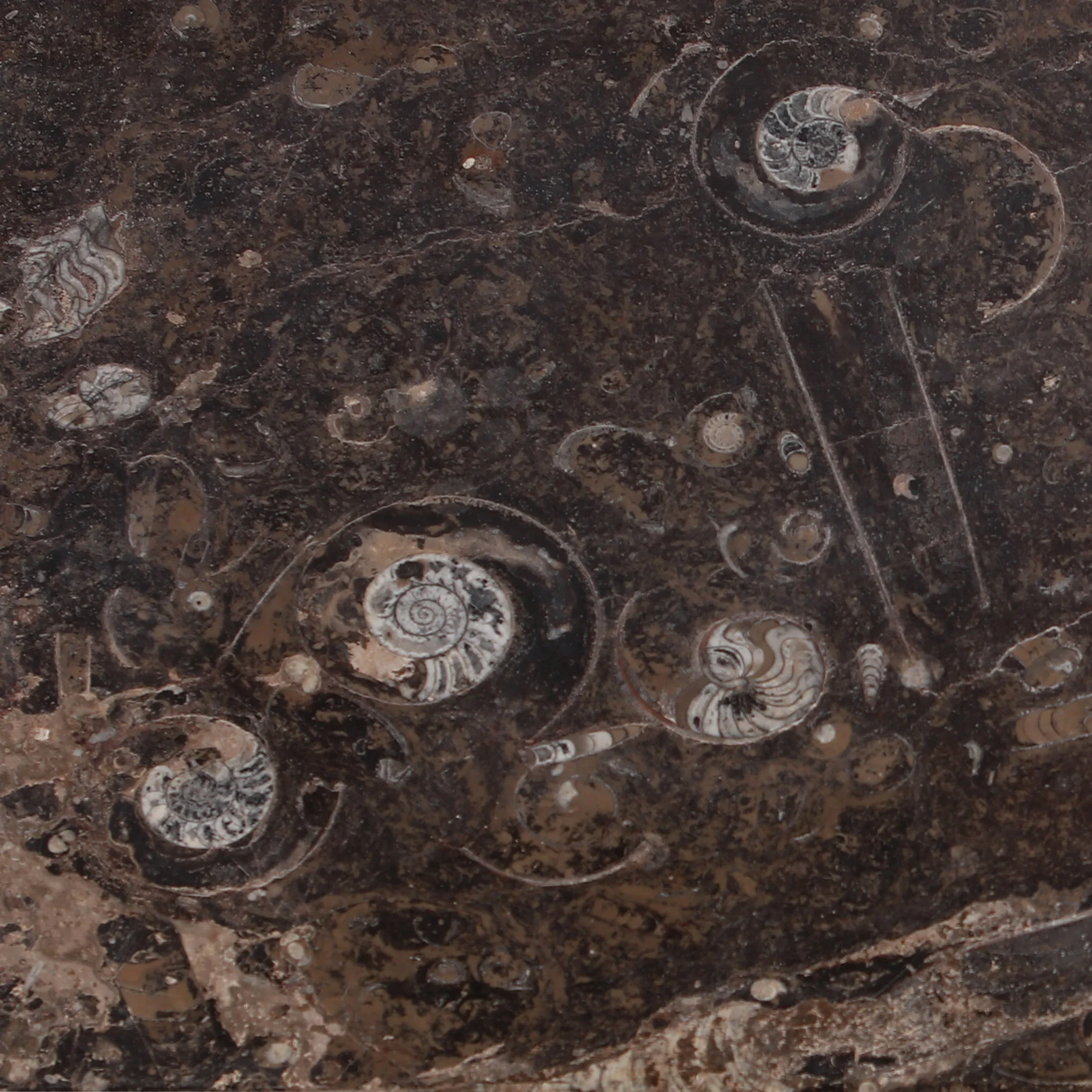 Boullework Vitrine2 2.jpeg