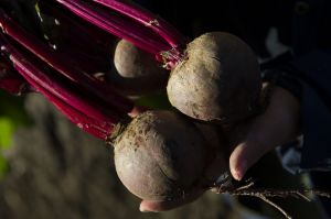 BurraBee Farm beetroot
