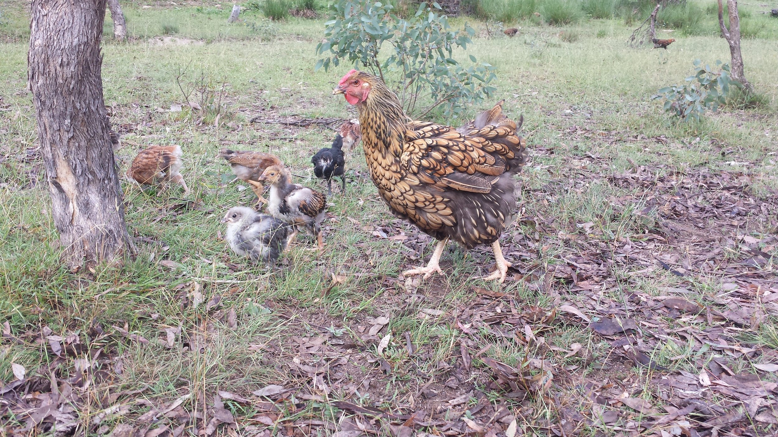 Chicken manure is great for the garden, but too strong for seedlings and not great for leafy greens if not composted first.