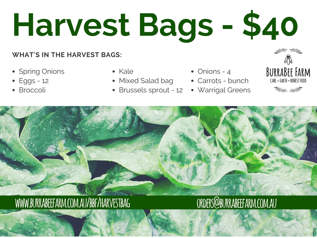Harvest Bags - selection of delicious vegetables. Collection at Farmers and Foodies market Friday between 3-7pm