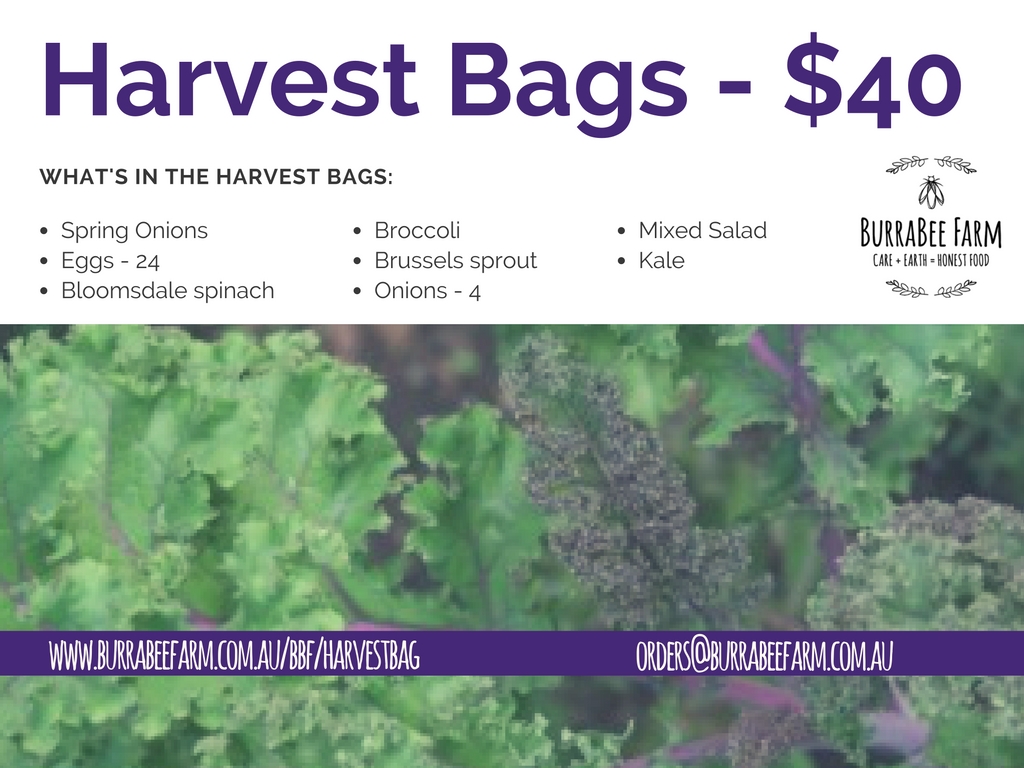 Collection at the Farmers and Foodies market Friday between 3pm - 7pm