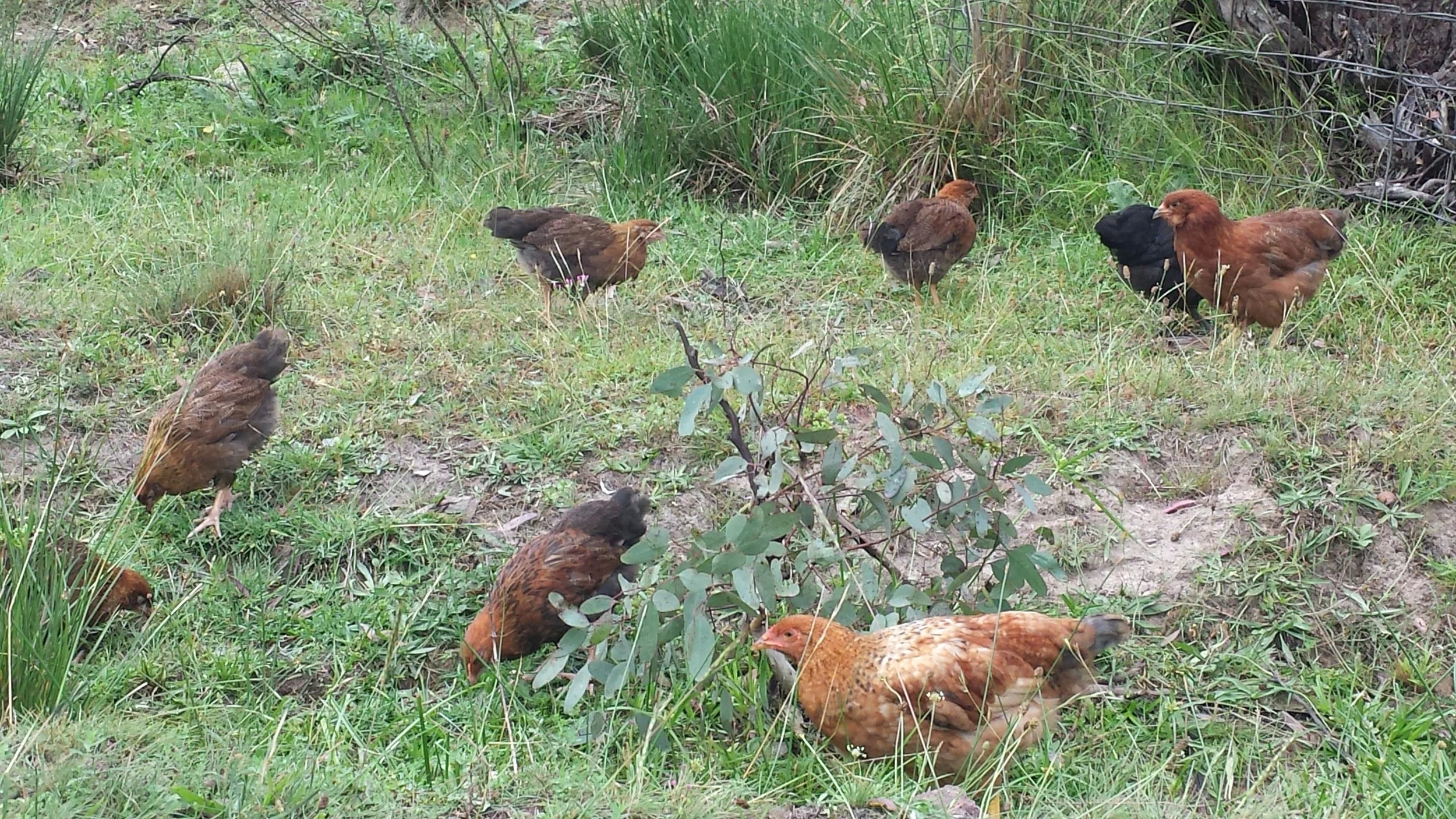Free Range and Pastured Poultry chickens and eggs