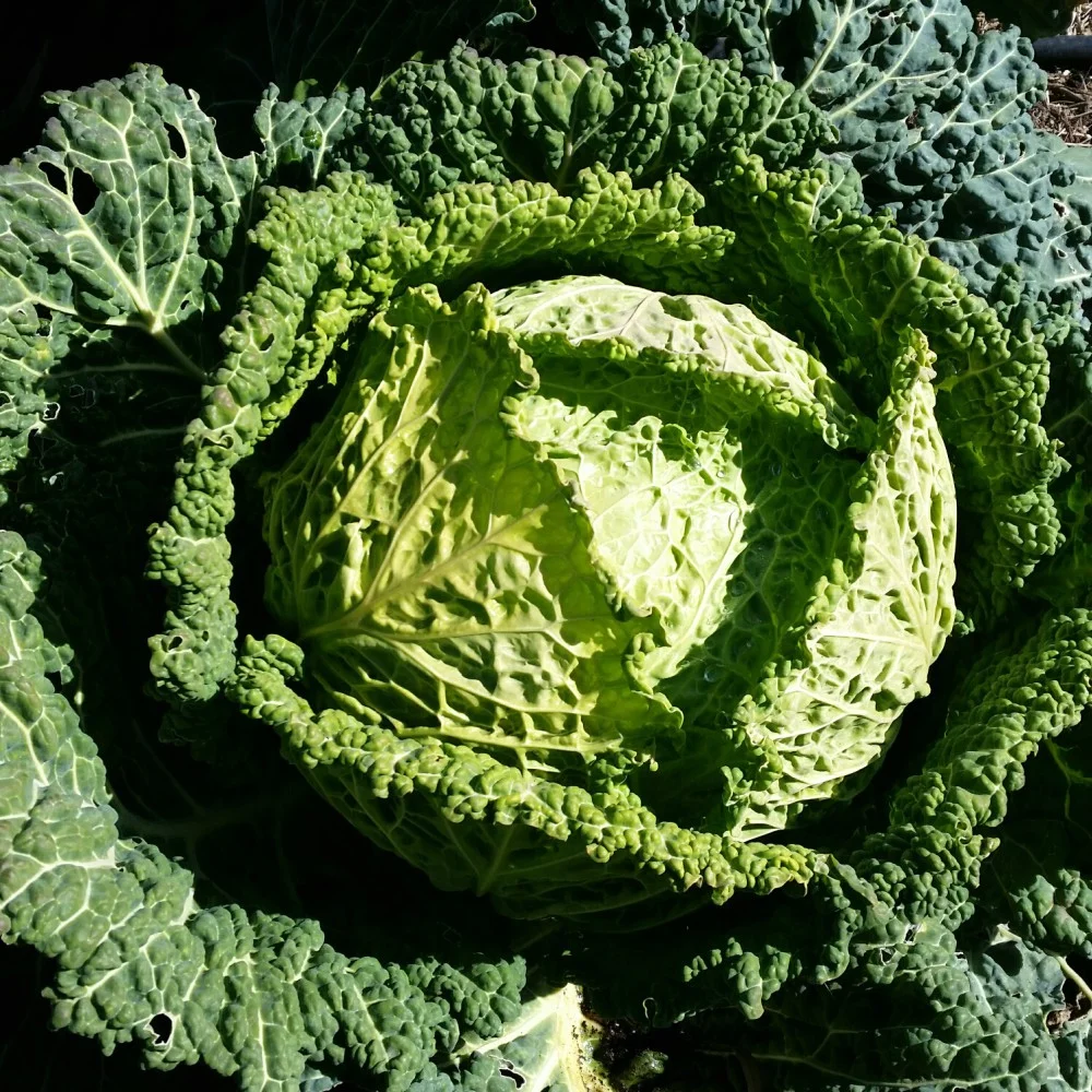 BurraBee Farm Cabbage plant.jpg