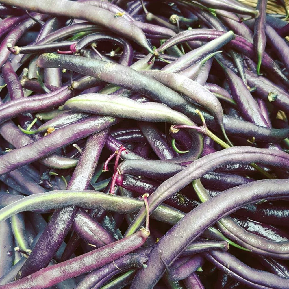 BurraBee Farm Purple Beans.jpg