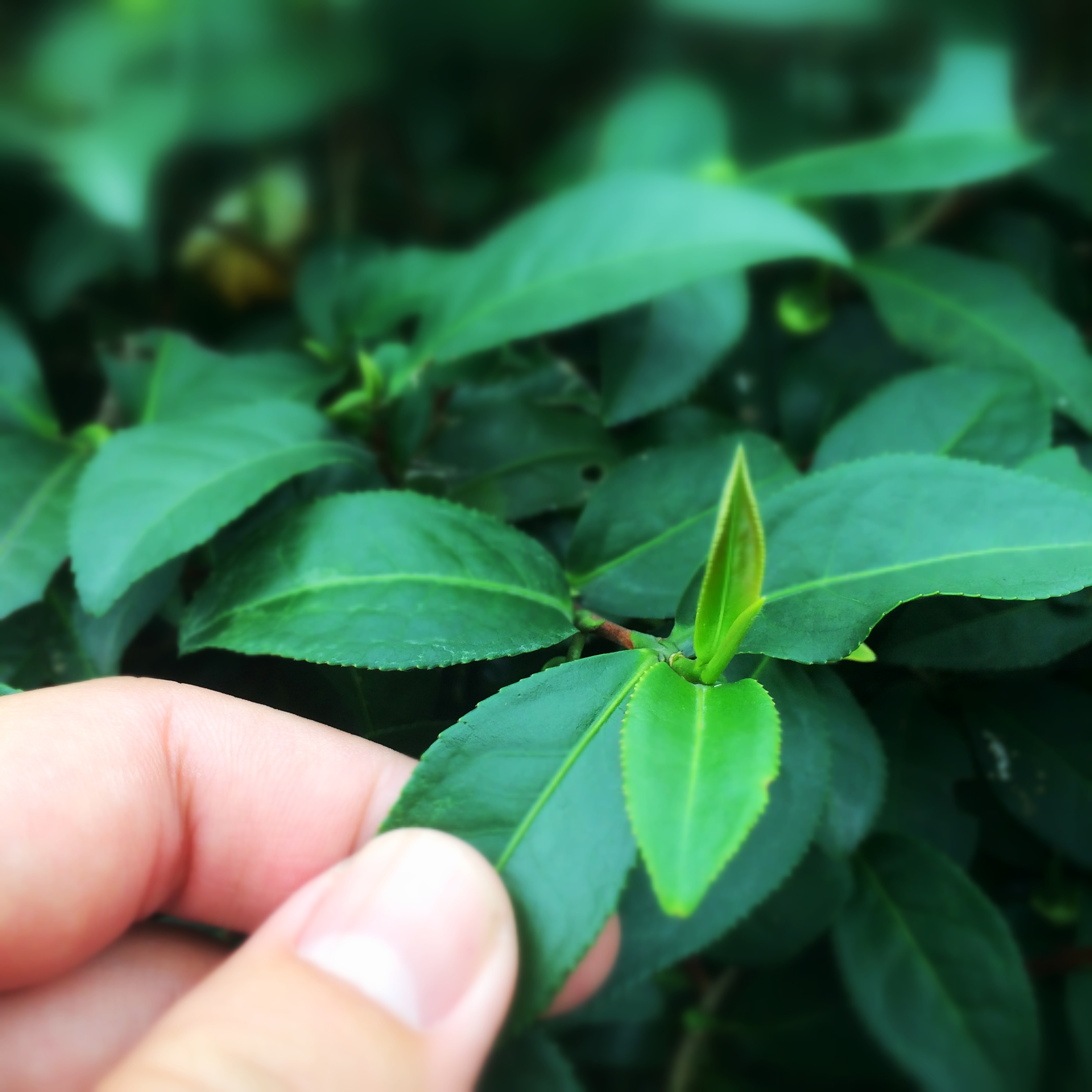 The tea plant camellia sinensis on Maokong.