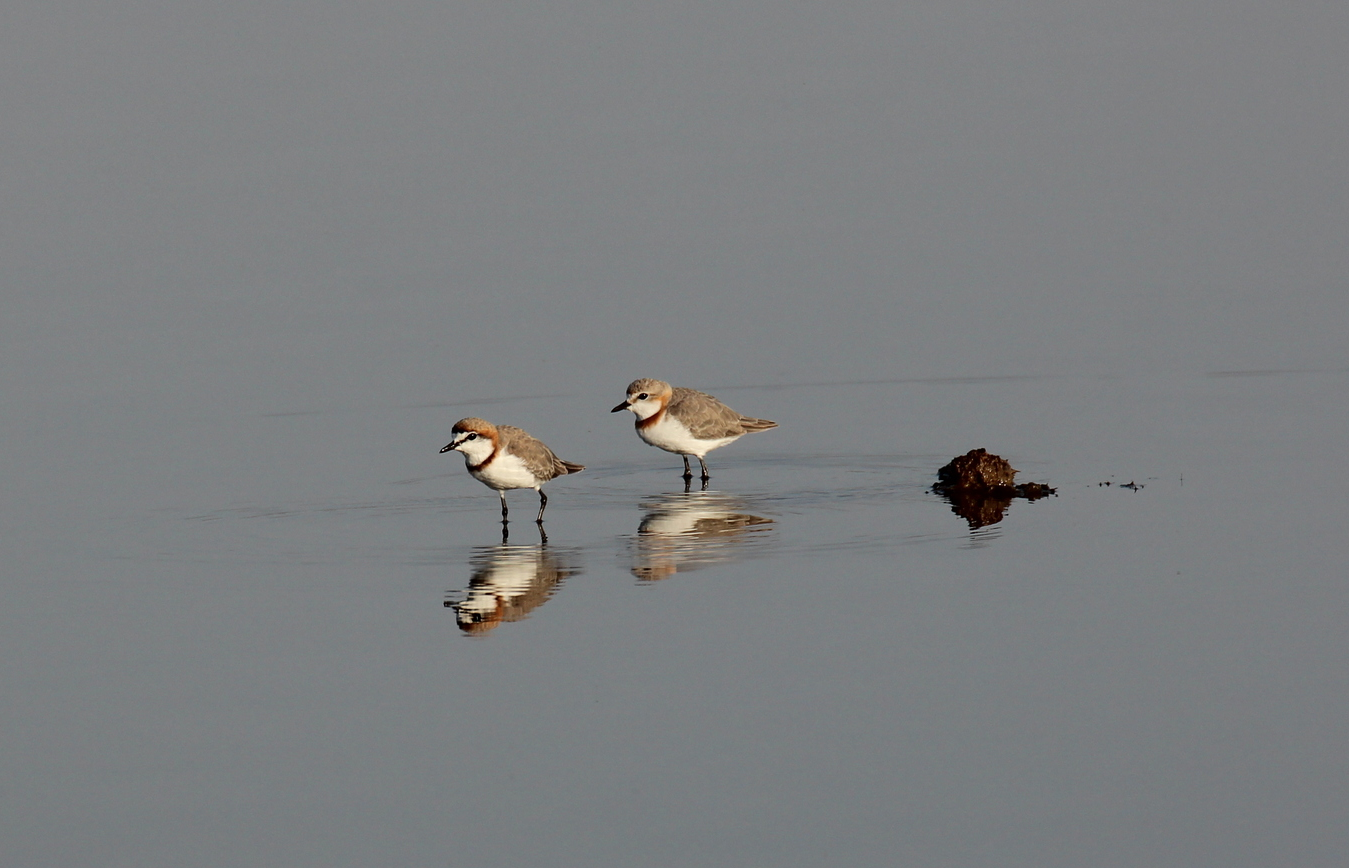 Waders in Lake Natron on my Safari with Paul Oliver.