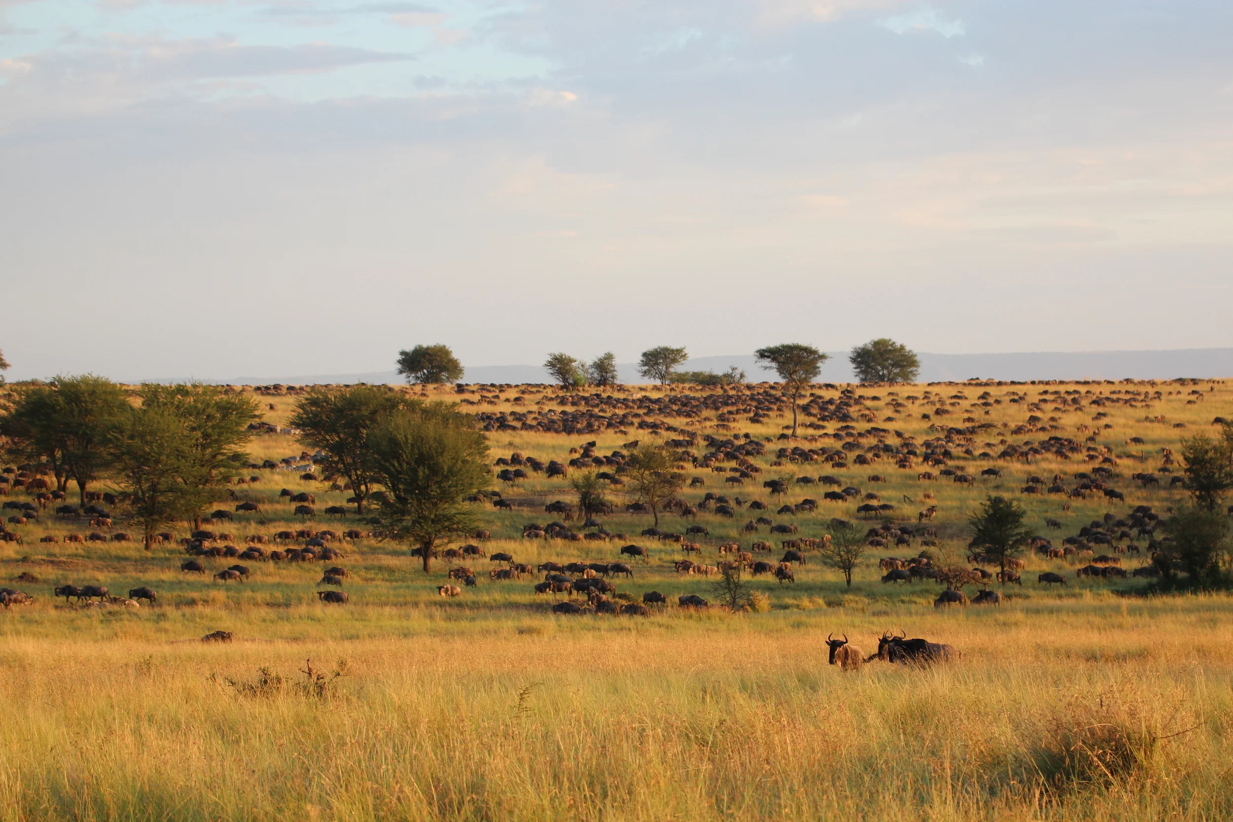 The Wildebeest Migration slow grunting their way to Northern Serengeti.