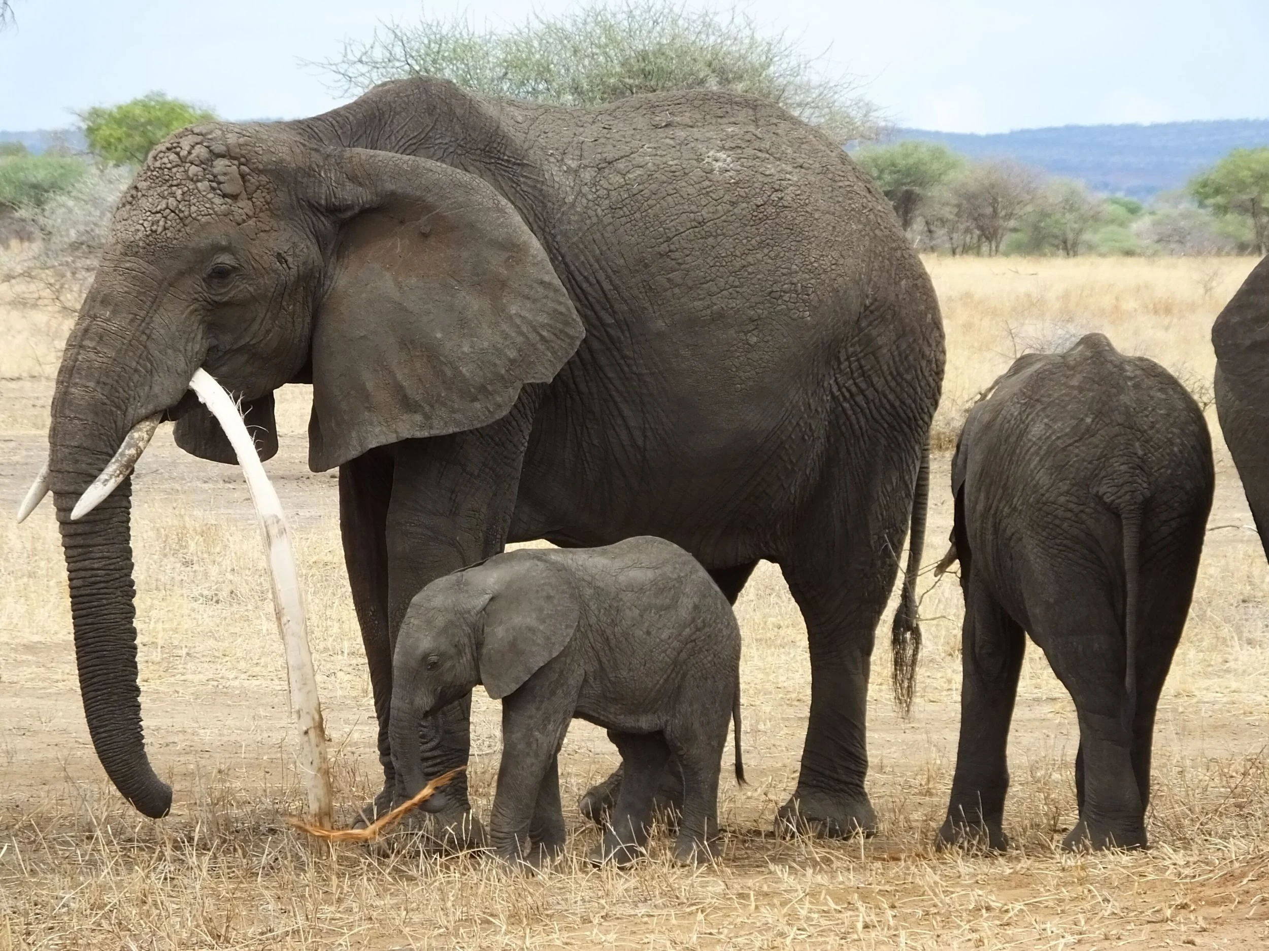 Elephants in Tarangire National Park.