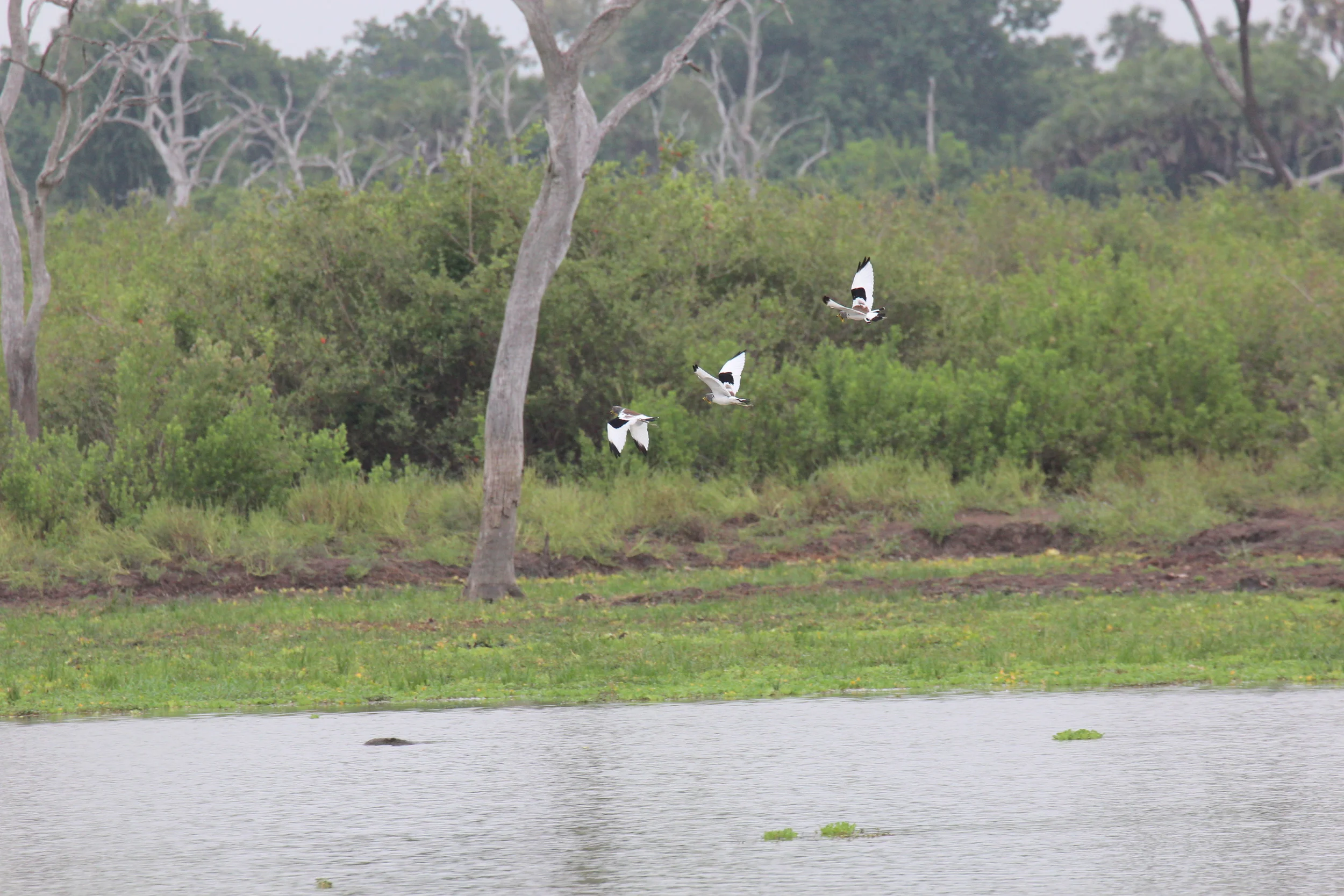 Birds flying in Selous Game Reserve in Eastern Tanzania.
