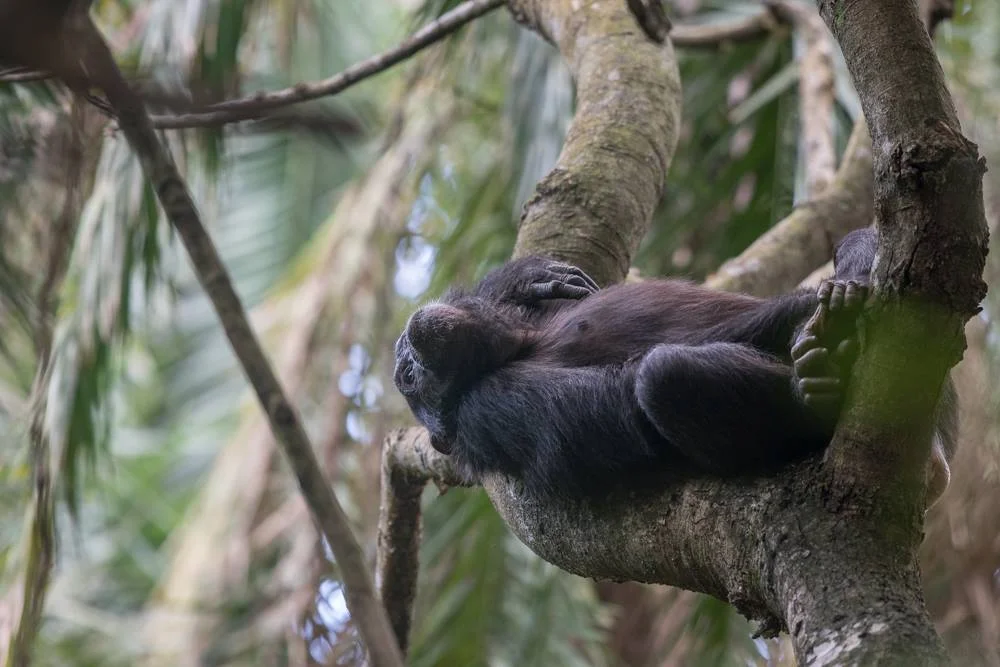 Chimp relaxing on the tree.