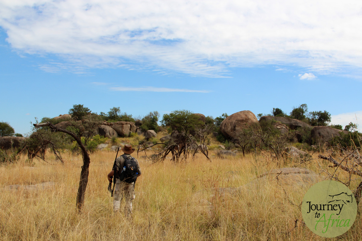  Richard on alert after the buffalos.