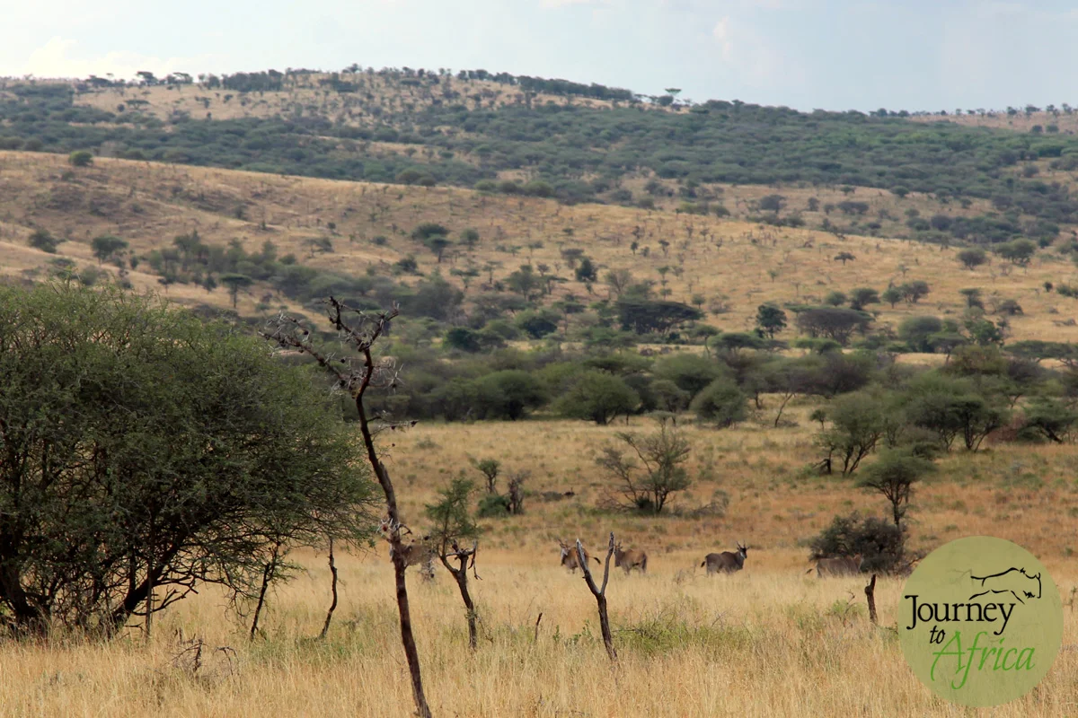  Eland Family.