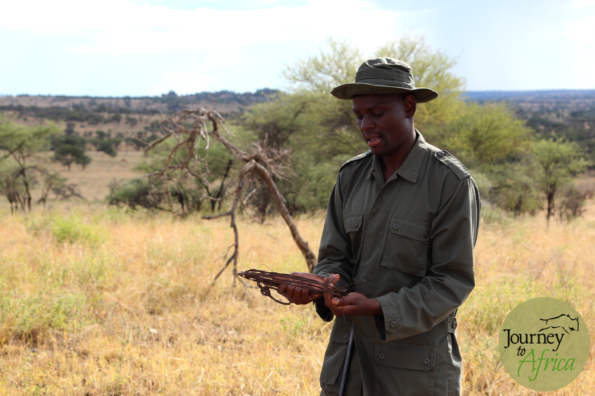  Our ranger Deo collecting the snare. He will take it back to HQ for disposal.
