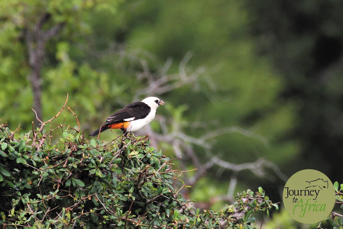 White headed Buffalo Weaver.