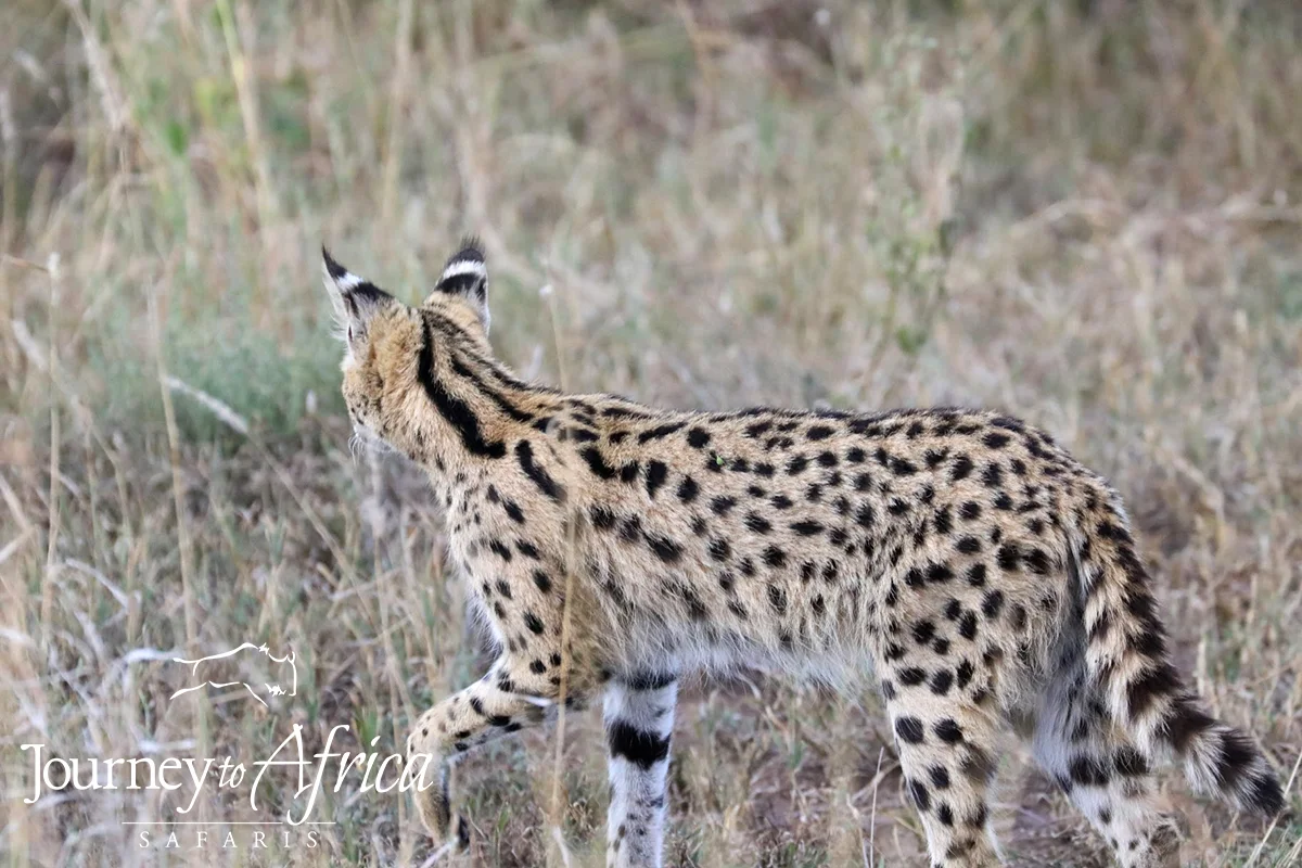 cerval_cat copy.jpg