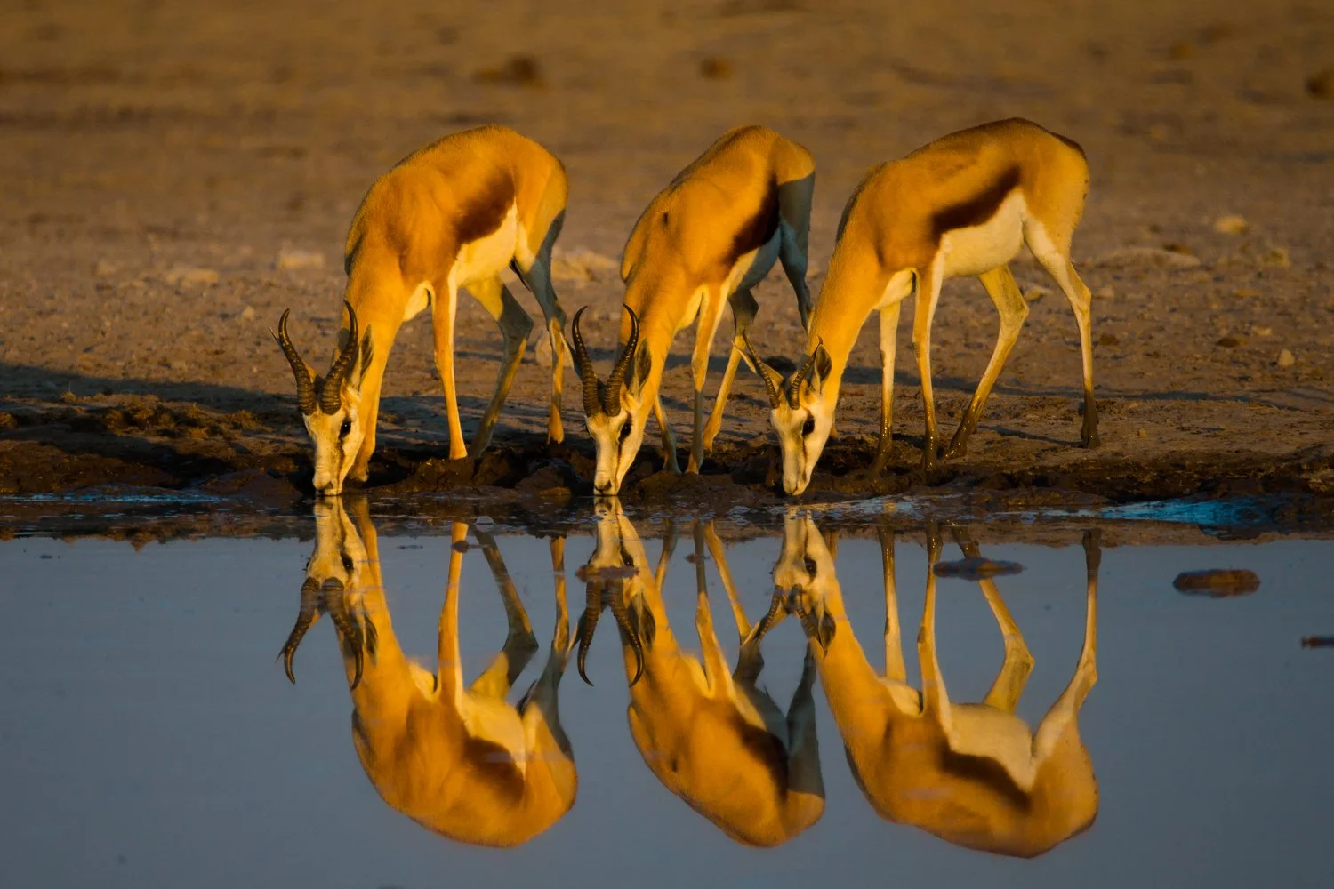 ZAMBIA South Luangwa, Lower Zambezi and Kafue National Park. Walking Safari at it's finest.