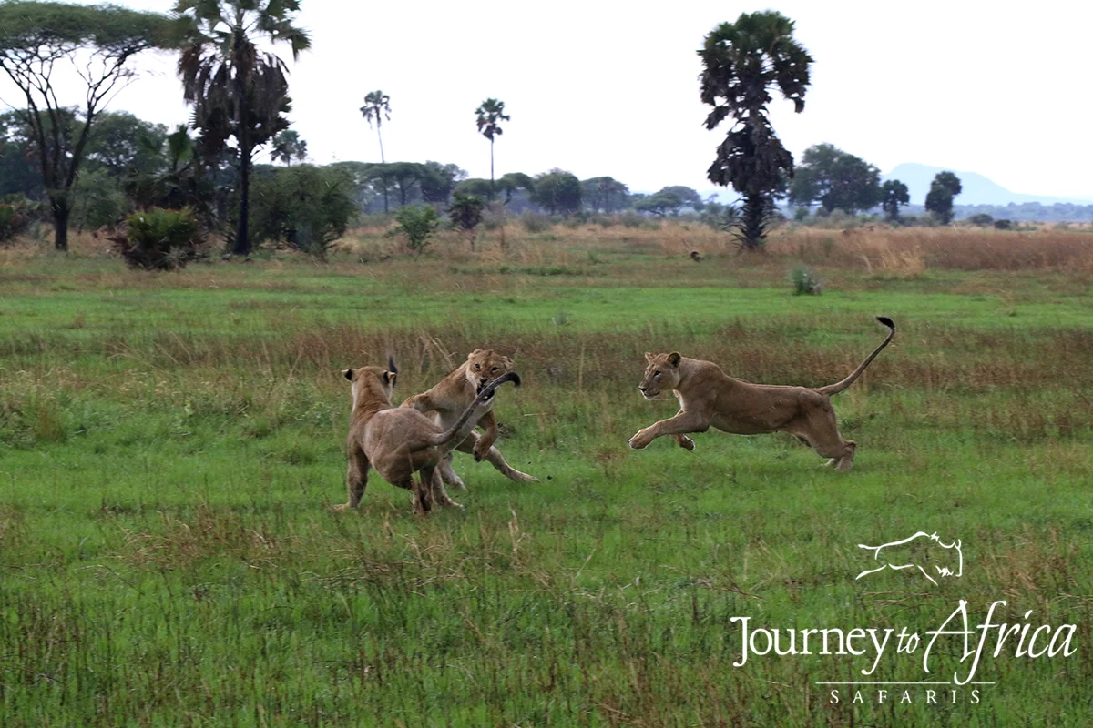 lion_fight10 copy.jpg