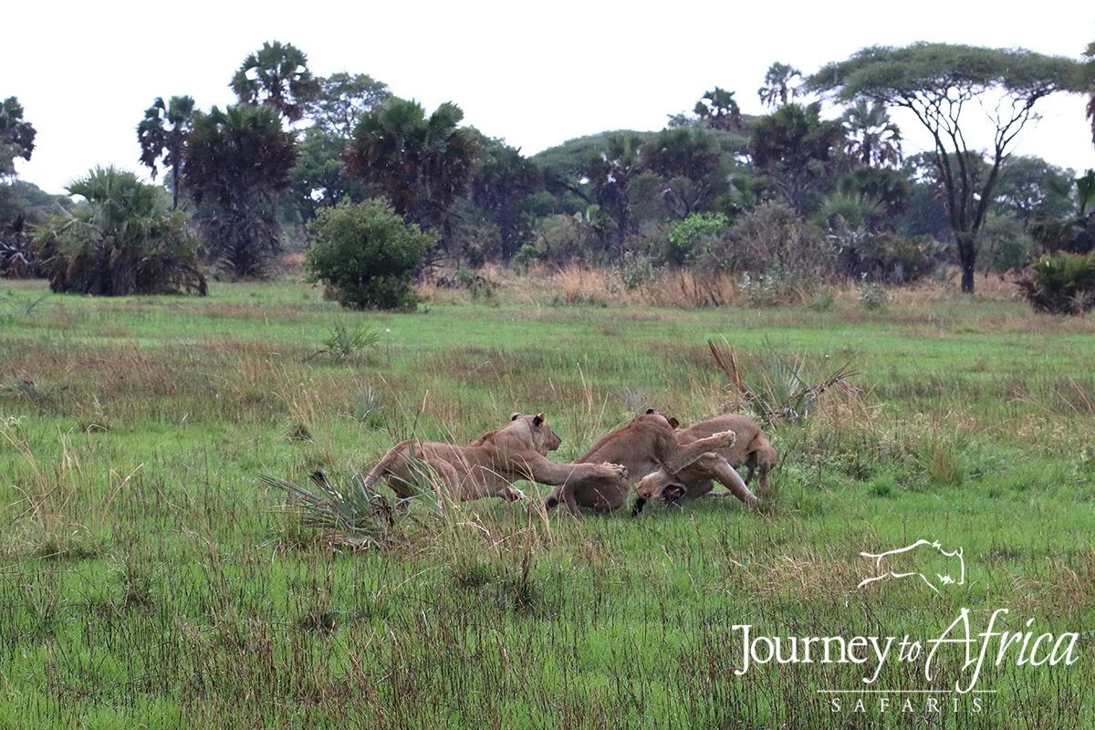 lion_fight14 copy.jpg