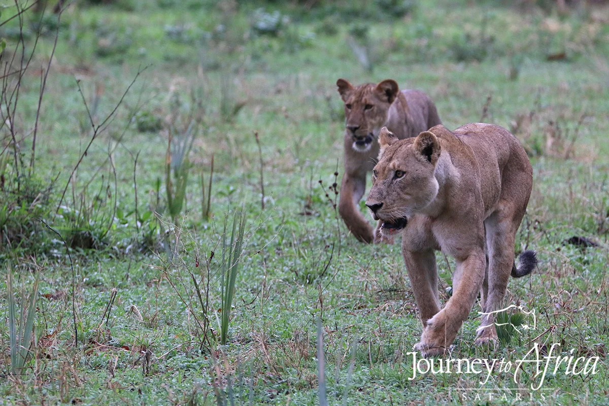lion_fight24 copy.jpg