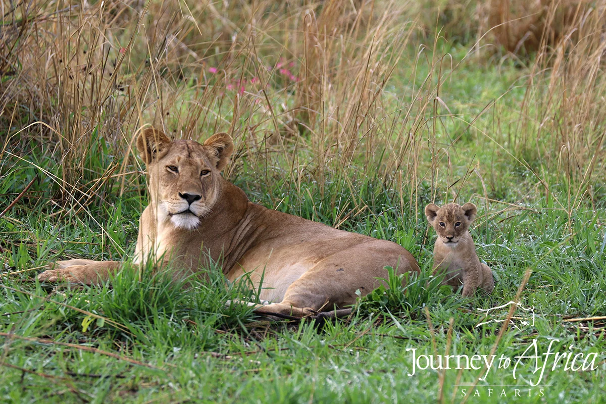 lion_cub_blog.jpg