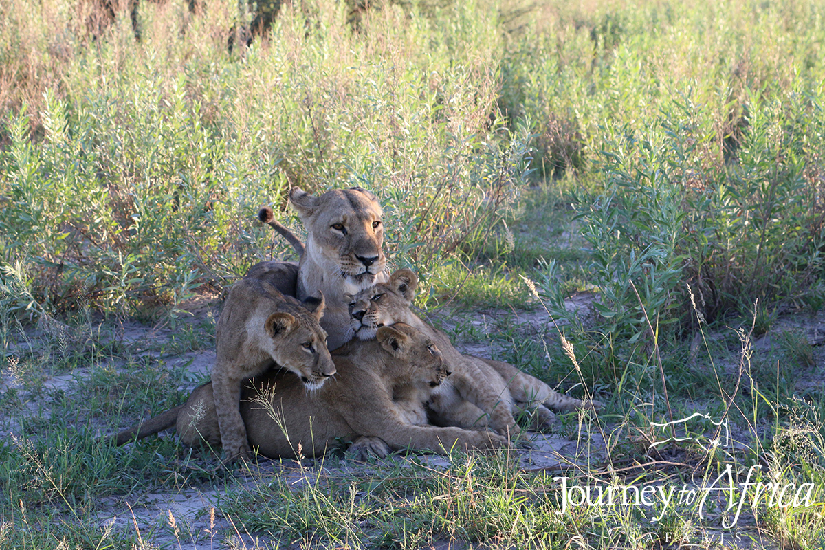 A stunning morning with these cuties from Kwando Lebala.