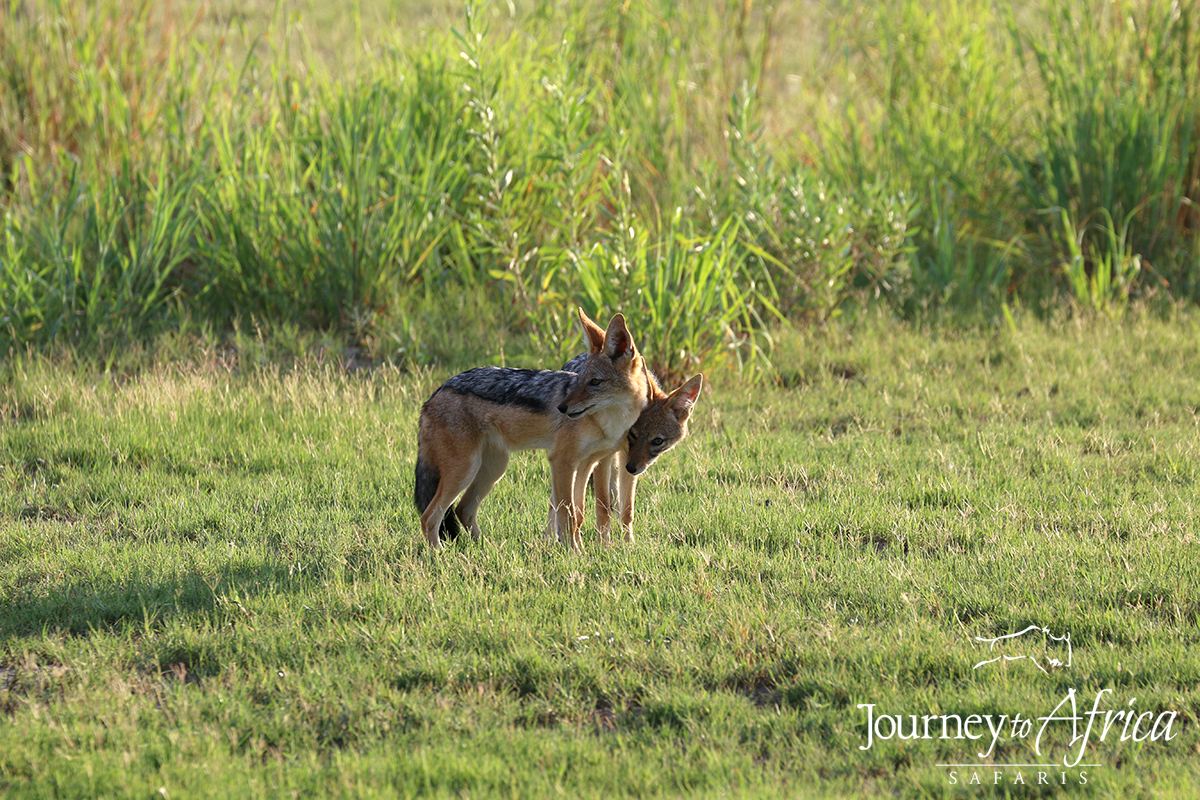 Black backed jackel showing lots of loving from Kwando Lebala. Love Kwando Lebala.