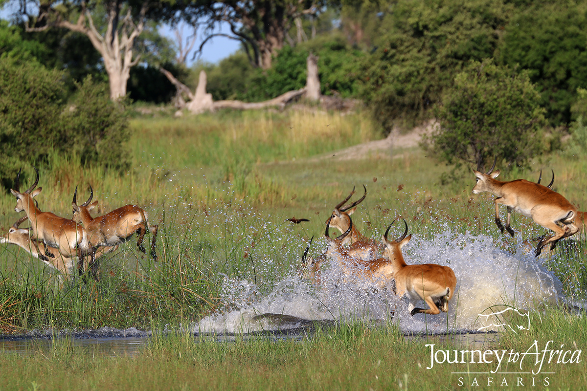 The beautiful Red Lechwe jumping the Linyanti Swamps from Kwando Lebala.