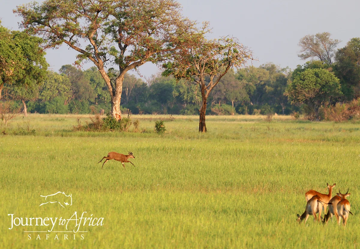 The rarely spotted sitatunga - a water antelope from my sunset boat cruise from Kwando Splash.
