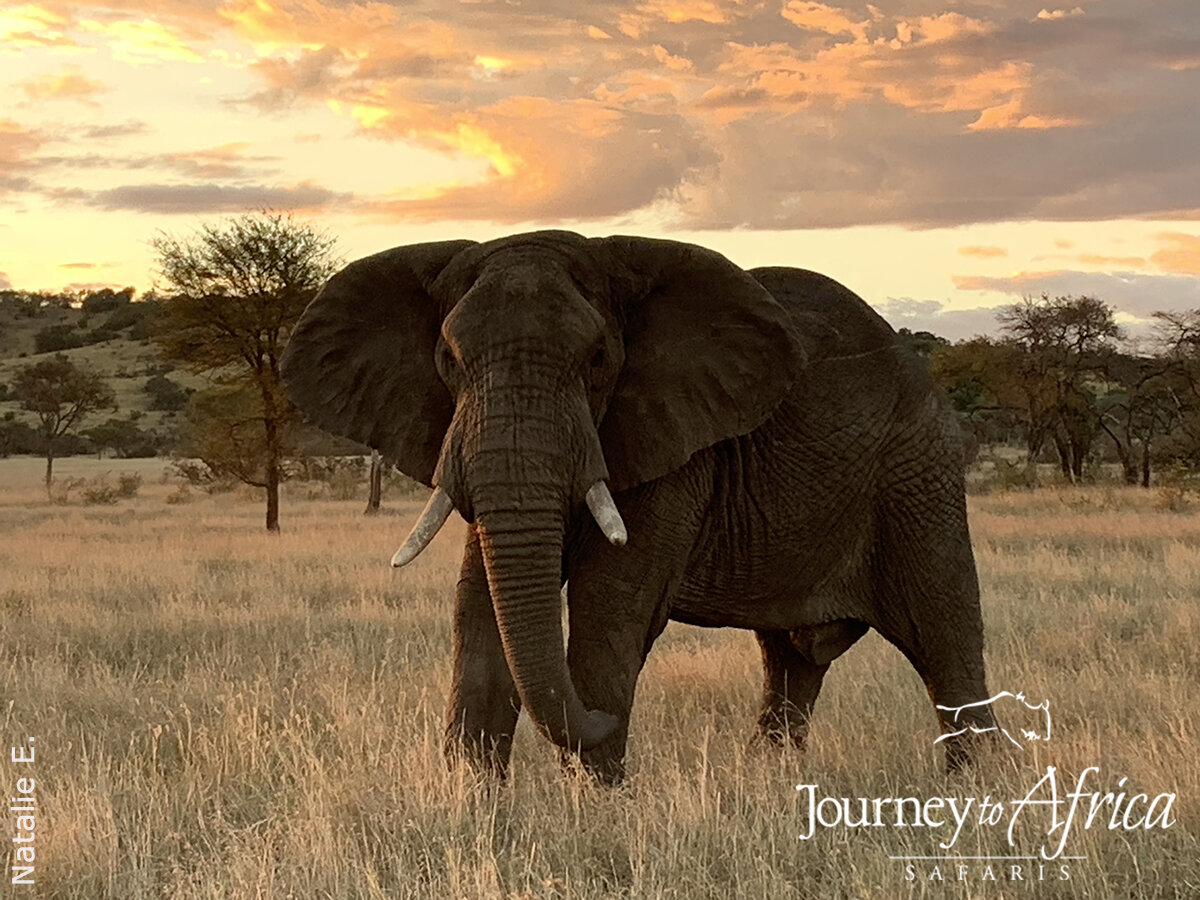 An African Safari for a Birthday | Journey To Africa Safaris