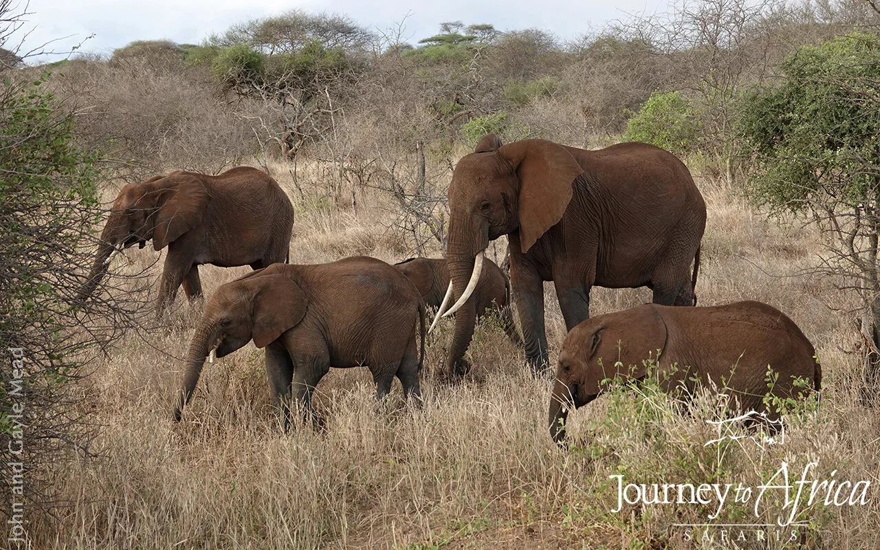 elephants_tarangire_safari.webp