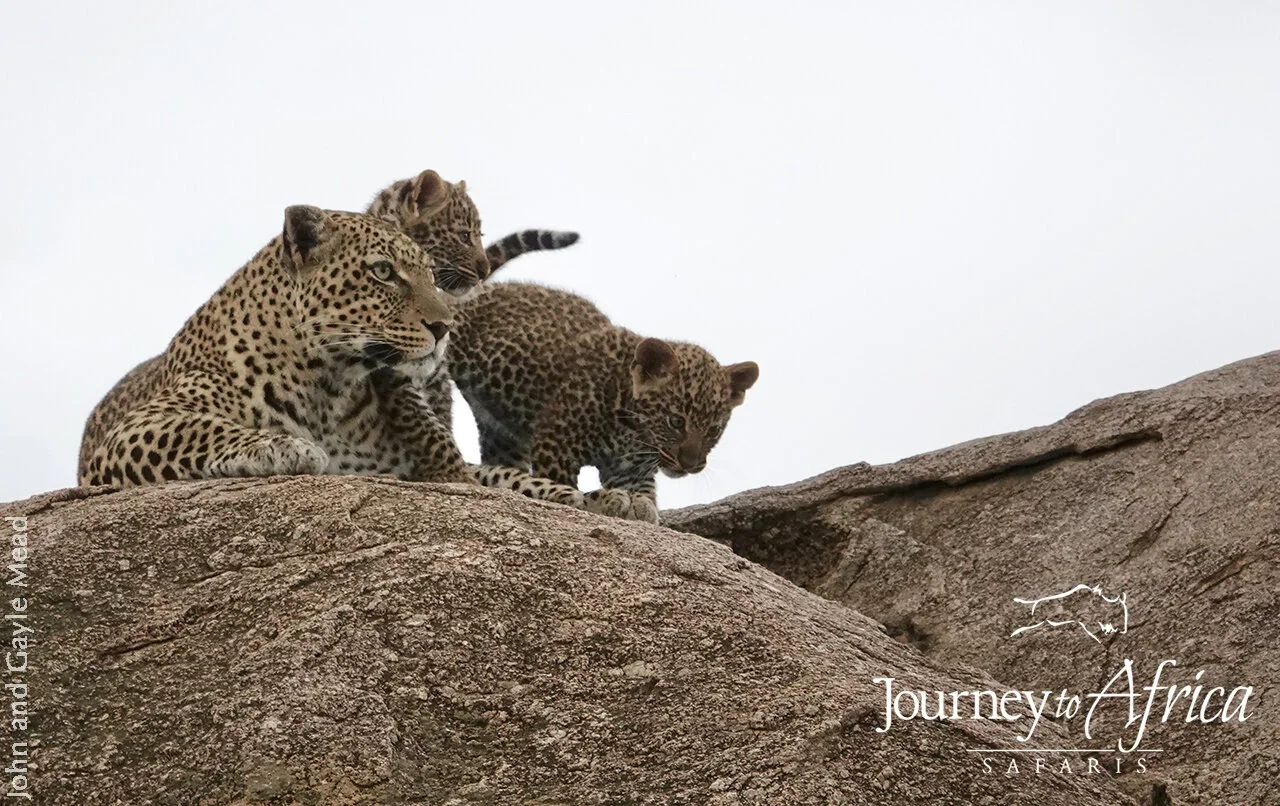 leopard_mama+copy.webp