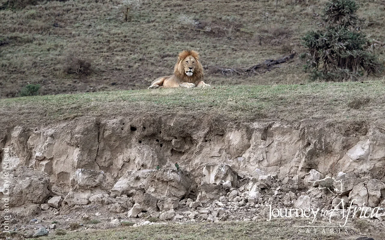 lion_ngorongoro_crater_tanzania.webp