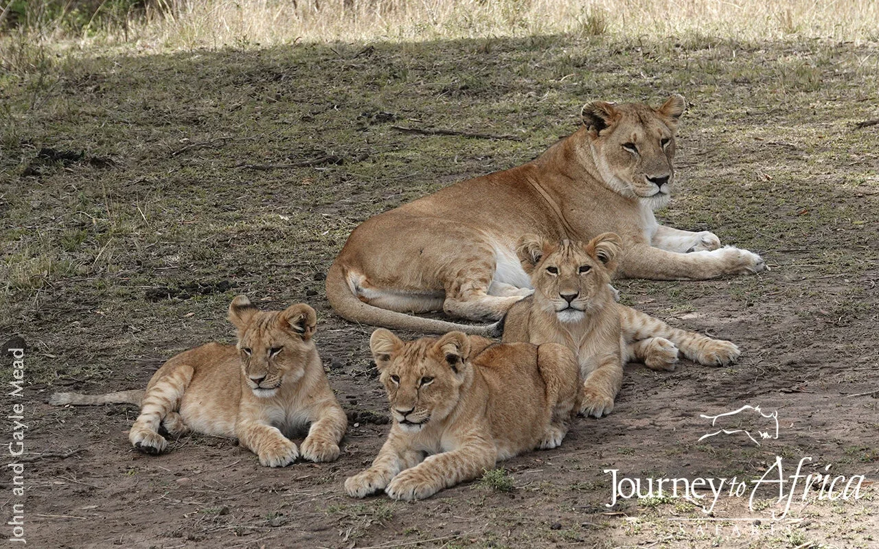lioness_mama_serengeti_tanzania.webp