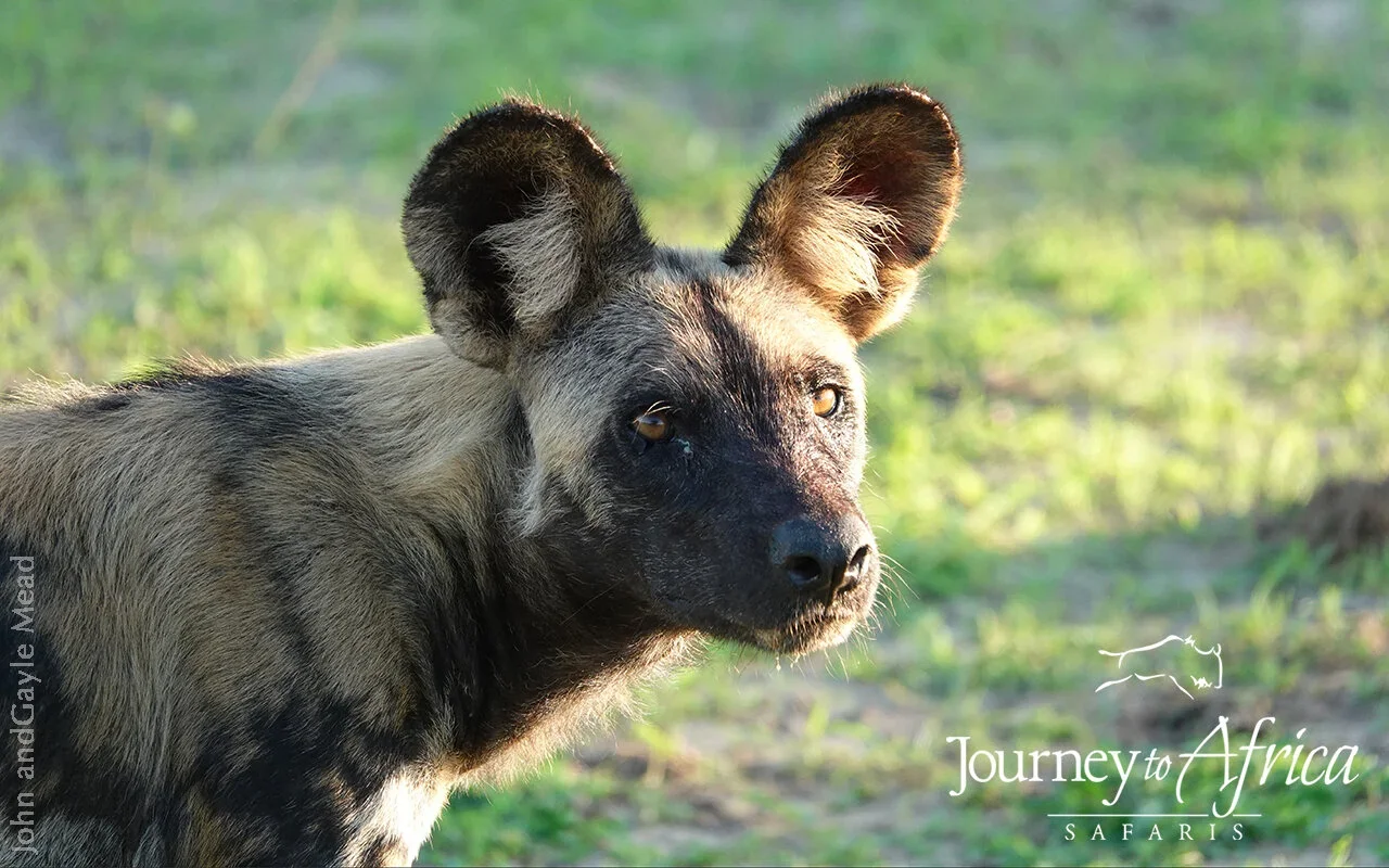 wild_dog_selous+copy.webp
