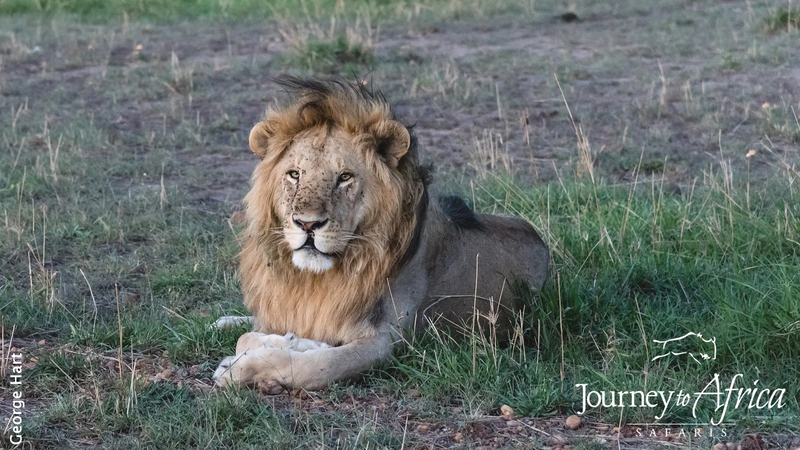 Handsome Male Lion