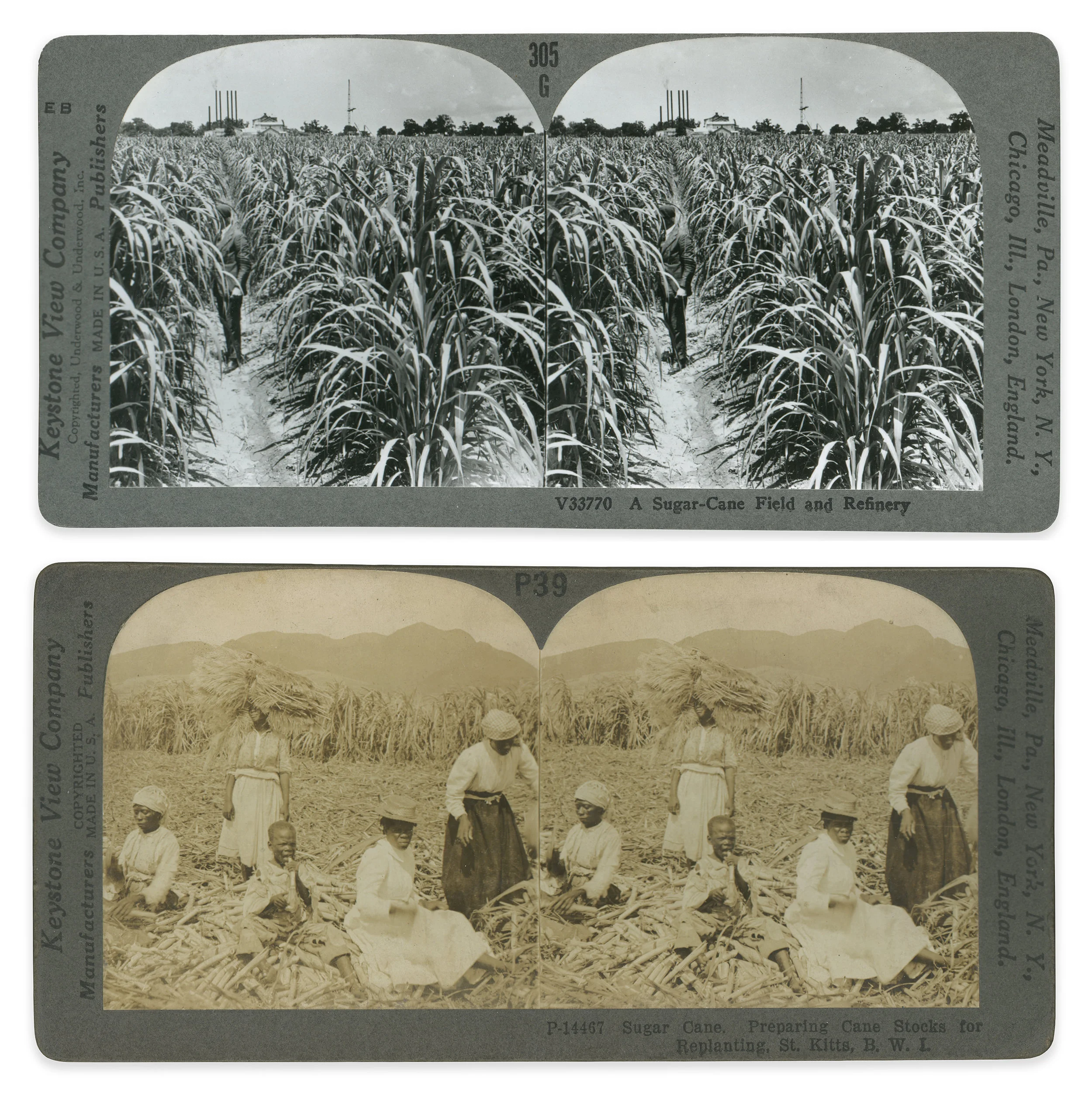  Top: A Sugar Cane Field and Refinery, 19th century, stereoscopic image, Keystone Viewing Company     Bottom: Preparing Cane Blocks for Replanting, St. Kitts, 19th century, stereoscopic image, Keystone Viewing Company 