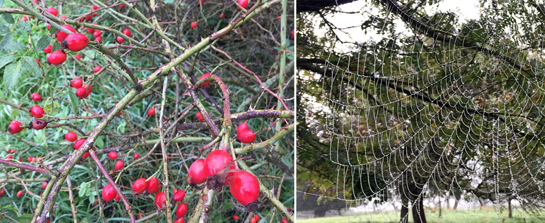 Bushes of rose hips or a delicate spider's web…