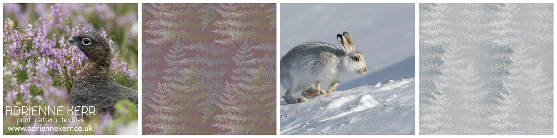 Heather and green shades are fairly typical colour combinations to be found in wild flowers, flora and fauna in the Scottish hillside and in both summer and winter the animal wild life yield exceptional colour combinations in their feathers, fur and skin tones.