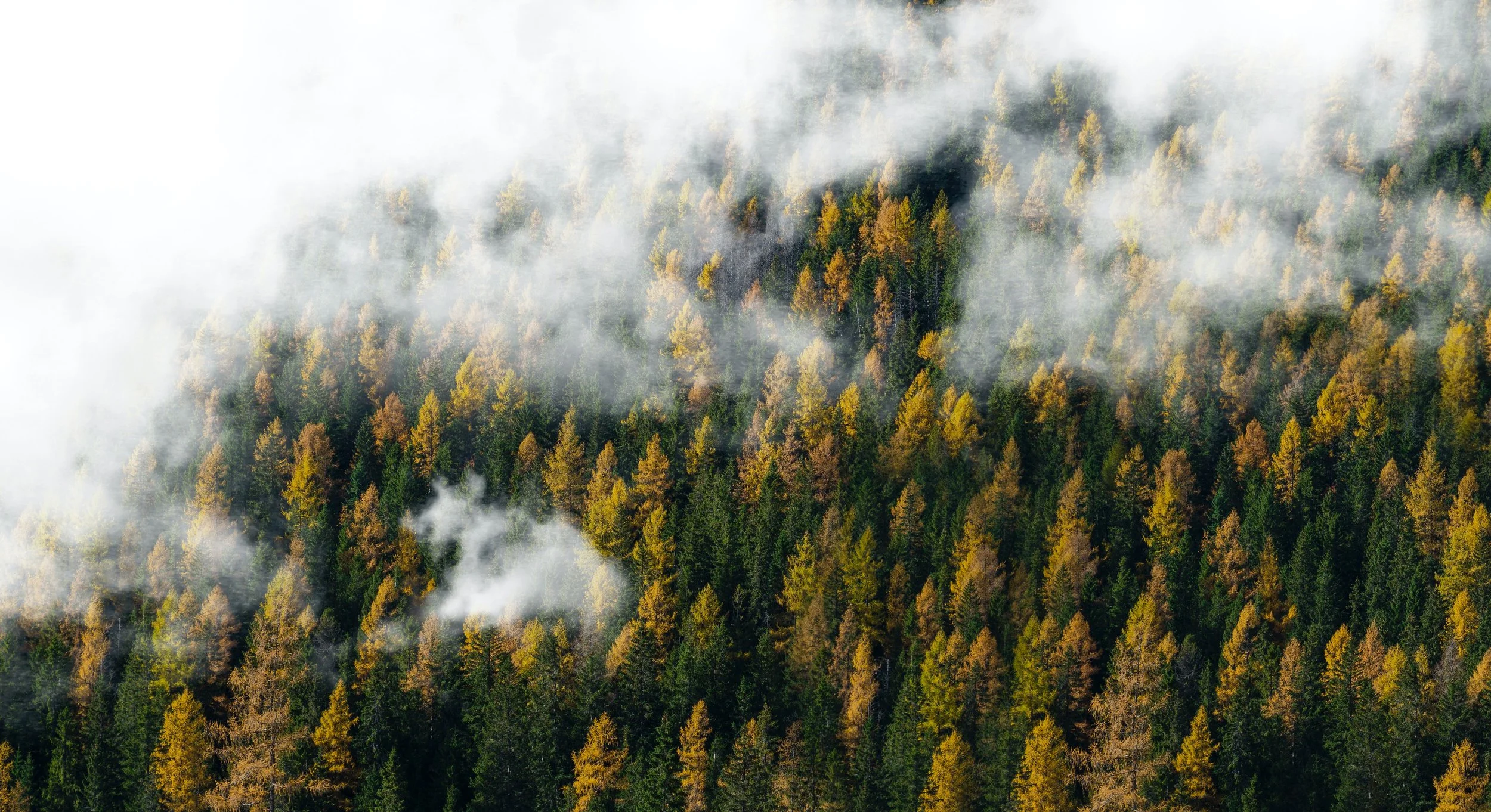 Biophilic Design - A Nature Based Approach
