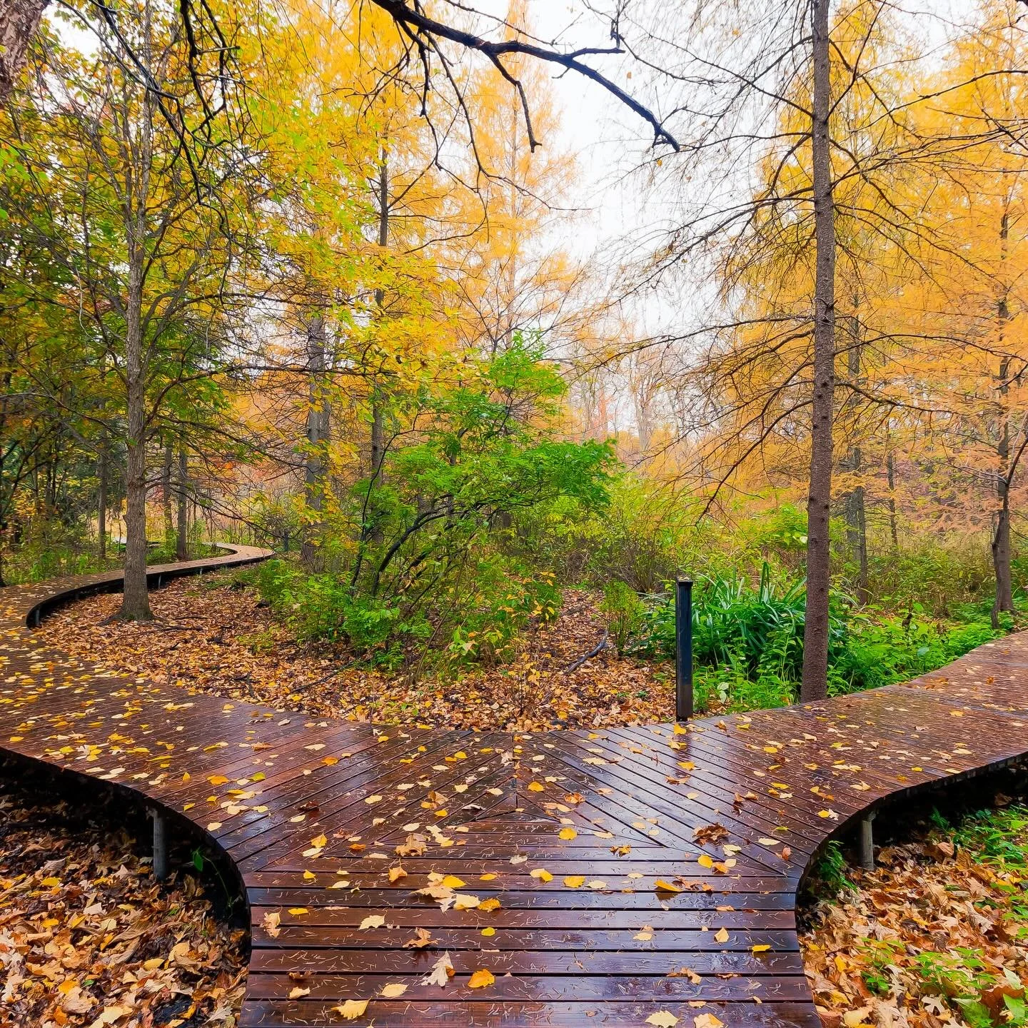 Real wood. Real performance.

Project: Eloise Butler Wildflower Garden Boardwalk
Product: Ash Decking
Photo 1: Install in 2017
Photo 2: 2025

Location: Minneapolis, MN

Architect: @cuninghamcreates 

#arborwoodco #thermowood #thermallymodifiedwood #s