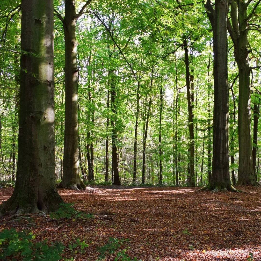 From forest to fa&ccedil;ade &mdash; with the planet in mind.

We source North American wood and transform it through a natural, chemical-free process. Just heat, steam, and a little bit of science - Not chemicals.

See how we take sustainability ser