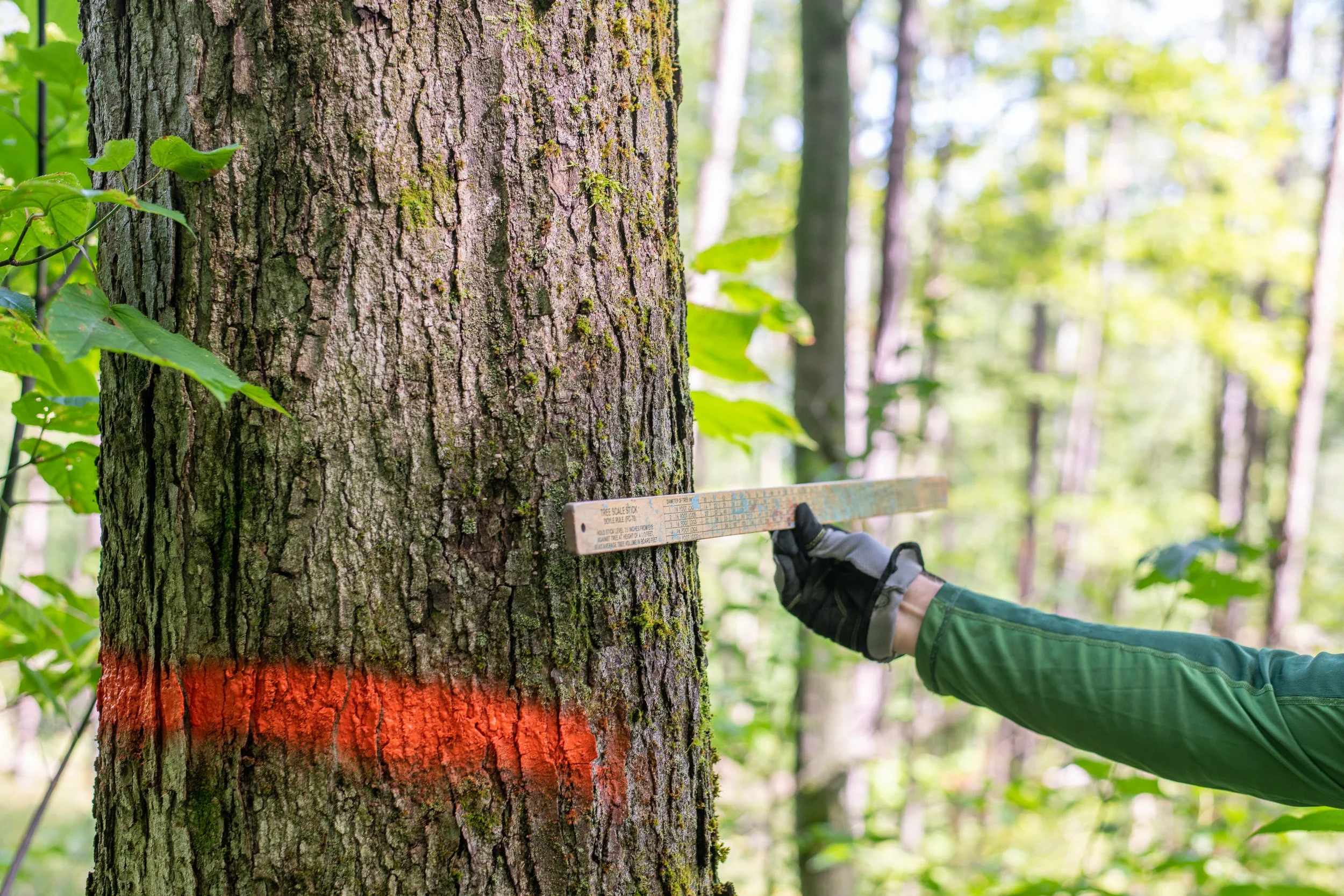 From Forest to Façade: The Journey of American-Made Thermowood®